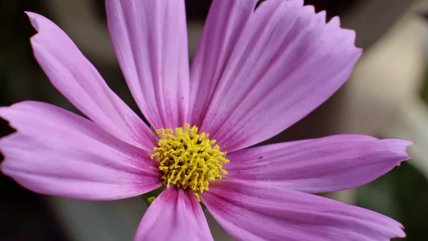A closeup shot captures a pink cosmos flower with a textured yellow center as it sways slightly in a garden