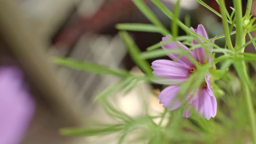 The video shows a pink flower tucked behind thin green foliage the camera captures a side view of the petals as the plant moves slightly in the wind