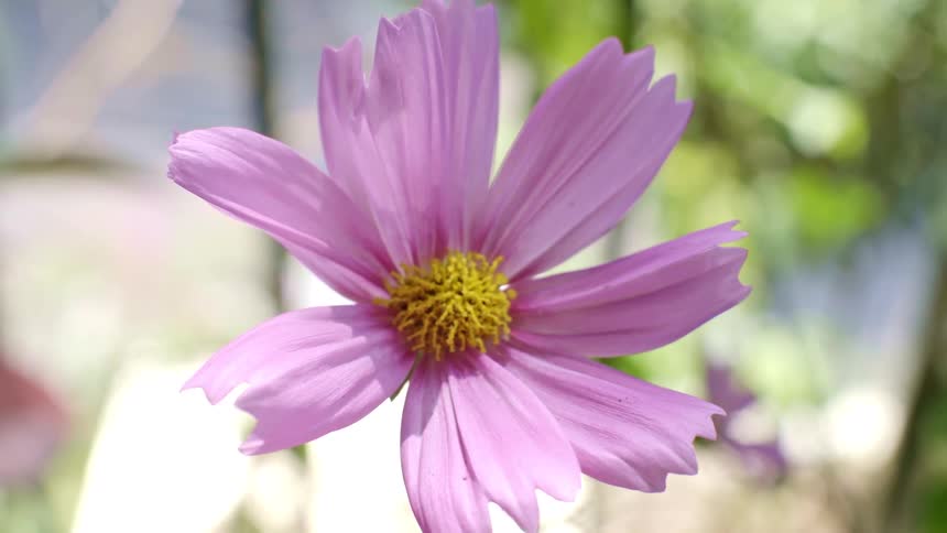 A close up of a purple flower