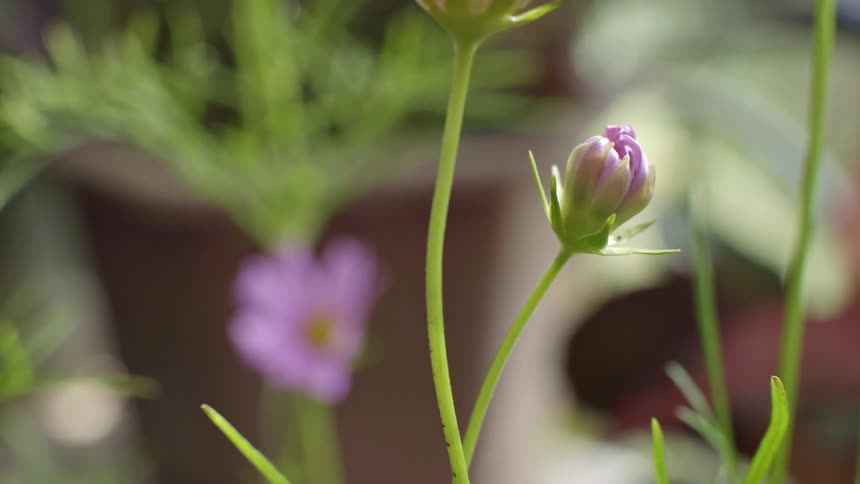 Sunlight shines on flower buds ready to bloom