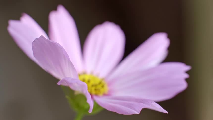 Purple daisy flower bathed by sunlight outdoors