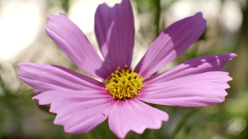 A pink flower with a yellow center sways gentlyduring a bright day while the background shows blurred green foliage and sunlight filtering through the leaves