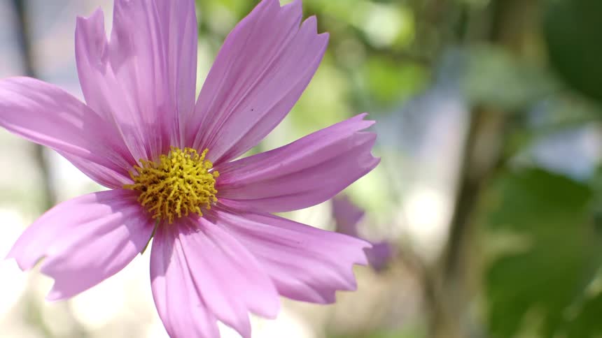 A closeup shot of a pink cosmos flower with a yellow center swaying slightly in a garden surrounded by a blurred background of green leaves and bright sunlight