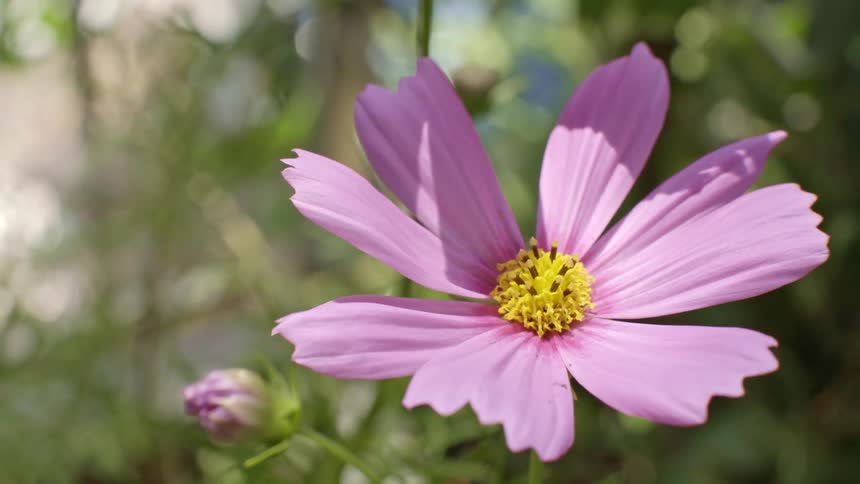 A close up of a flower on a sunny day