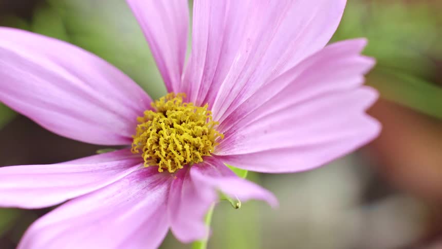 The video shows a closeup of a pink cosmos flower with a yellow center the camera captures the flower gently swaying in the breeze against a soft blurred green background