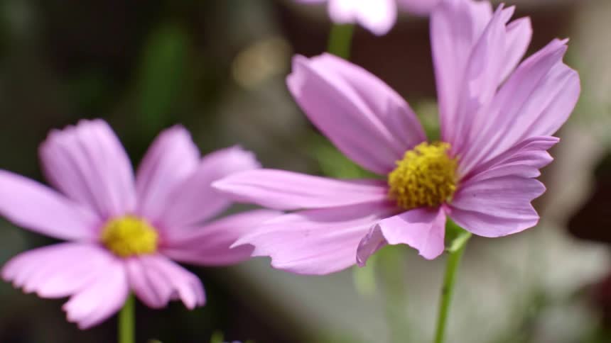 A close up of some flowers growing outdoors