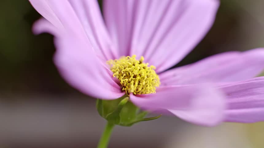 Closeup of a purple flower with a yellow center