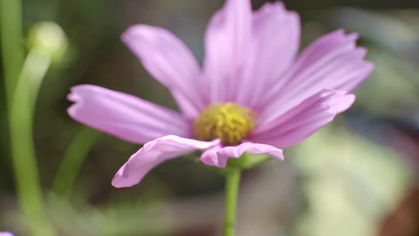 A pink cosmos flower with a yellow center sways gently in a garden during a closeup shot while blurred green stems and foliage create a soft background in the natural light