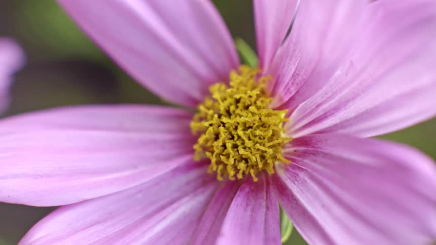 Yellow is at the center of the purple flower