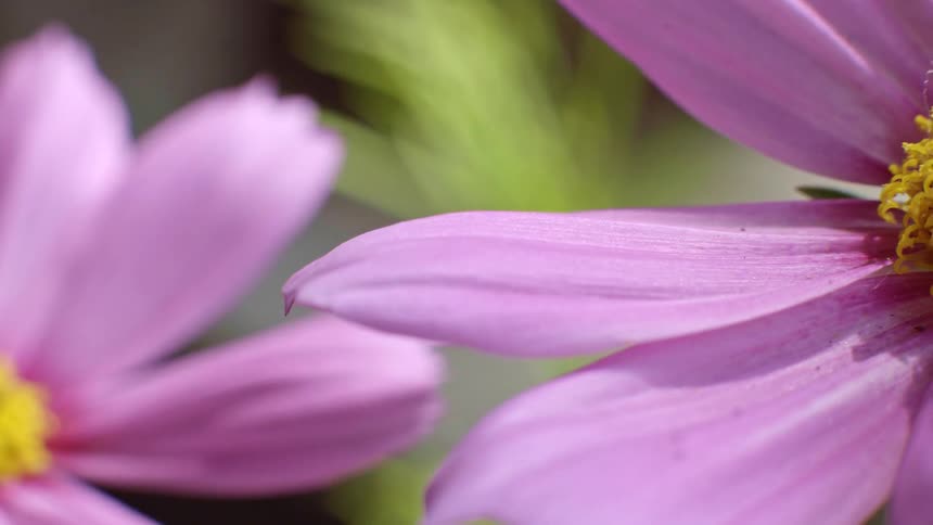 Closeup of pink petals with smooth texture and blurred background