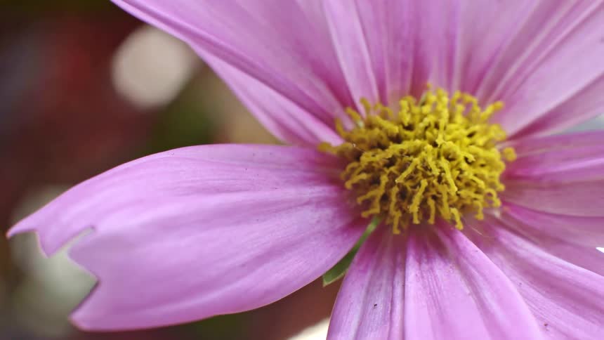 A flower plant with a yellow bud and purple leaves