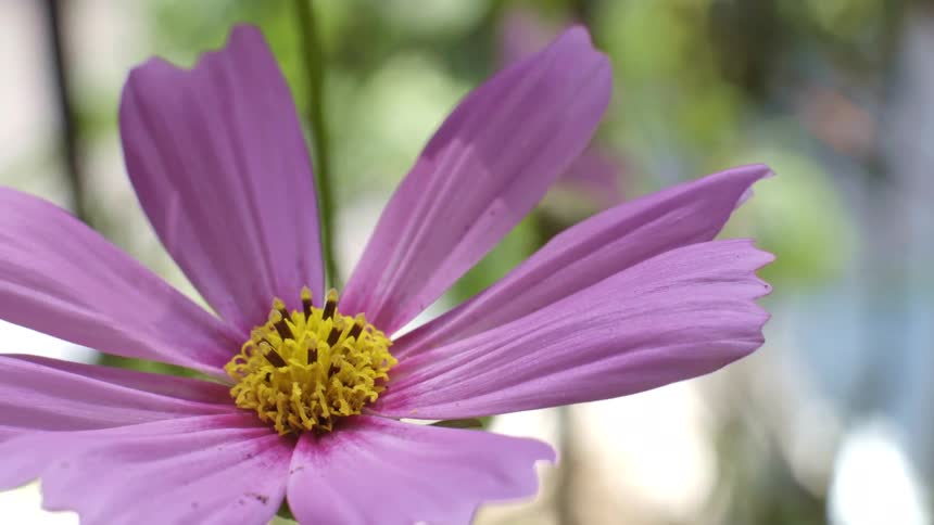 A close up of a purple flower