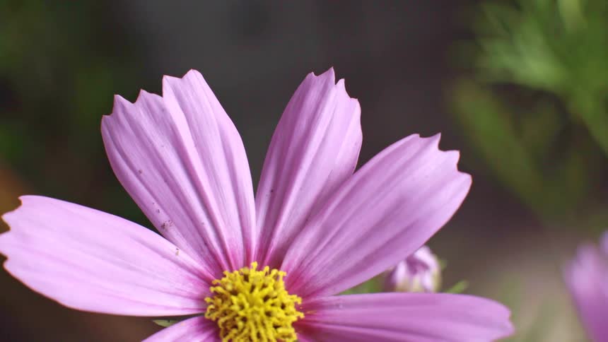 Sunlight shines on the petals of a pink cosmos flower