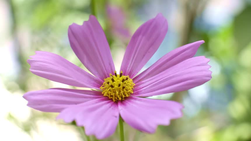 A closeup shot captures a pink cosmos flower with a bright yellow center swaying gently in a garden while the background consists of blurred green foliage and soft natural sunlight filtering through the leaves