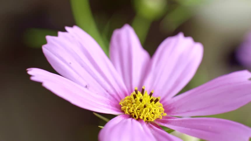 A pink flower with a yellow head