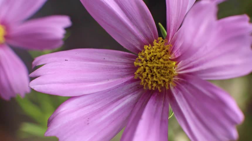 Pink flower with a yellow center in closeup