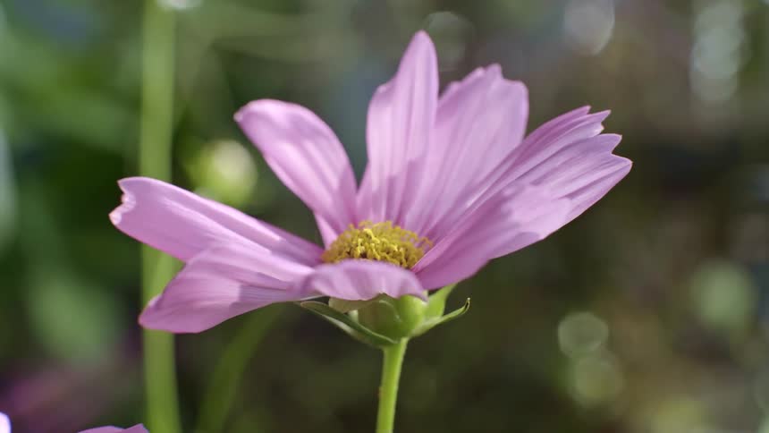 A single pink flower with a yellow center sits atop a thin green stem the flower sways slightly in the wind against a blurry background of green foliage and soft light