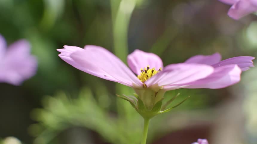 This video features a closeup profile of a pink cosmos flower with a yellow center swaying slightly as the camera pans slowly to the right another similar pink flower remains blurred in the background creating a soft depth of field throughout the shot