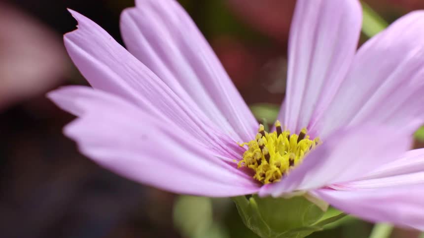 The delicate light purple petals and vibrant yellow center of a cosmos flower are seen in detail