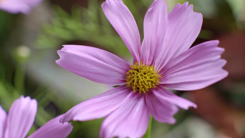 Lavender flowers sway slightly in the breeze during the daytime