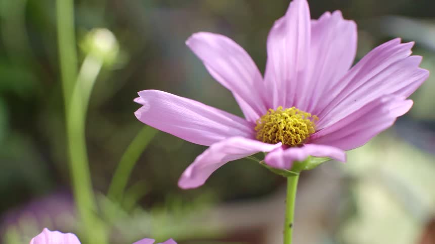 Closeup of a flower with purple petals and a yellow center