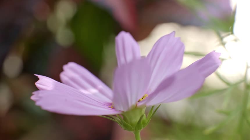 A delicate light purple cosmos flower is gently illuminated against a dreamy soft background