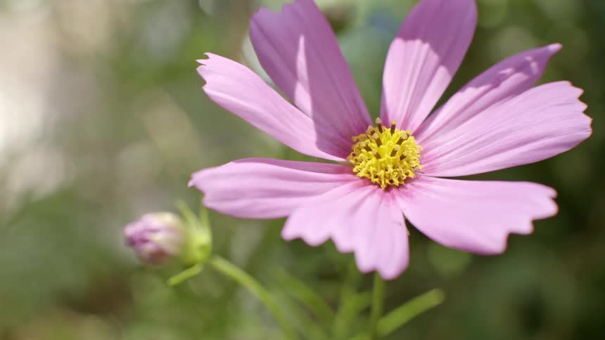 The video shows a closeup of a pink cosmos flower with a bright yellow center swaying gently in the breeze a small unbloomed flower bud is visible in the softfocus green background