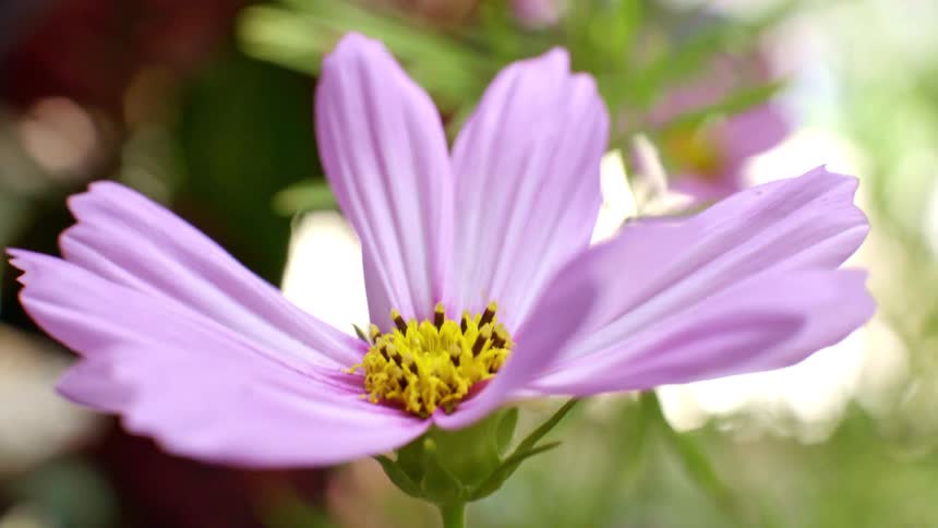 A pink cosmos flower plant growing wild outdoors on a sunny day swaying back and forth in the wind