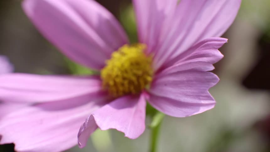 Sunlight shines on the petals of a pink cosmos flower as it moves in the breeze