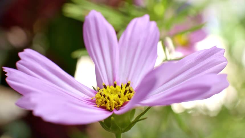A pink flower sways in the breeze
