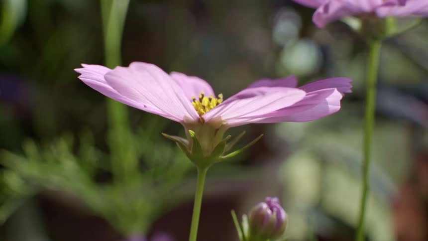 A close up of a purple flower outdoors