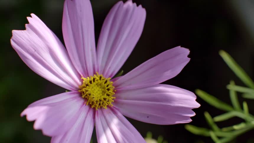 Purple daisy flower bathed in sunlight outdoors during day time