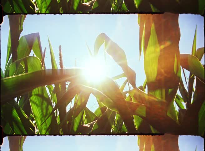 Sunlight filters through vibrant green corn leaves creating a bright natural frame against a clear blue sky
