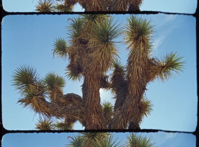 A close up of a joshua tree in the desert