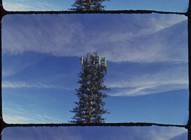5G cell phone tower that looks like a tree
