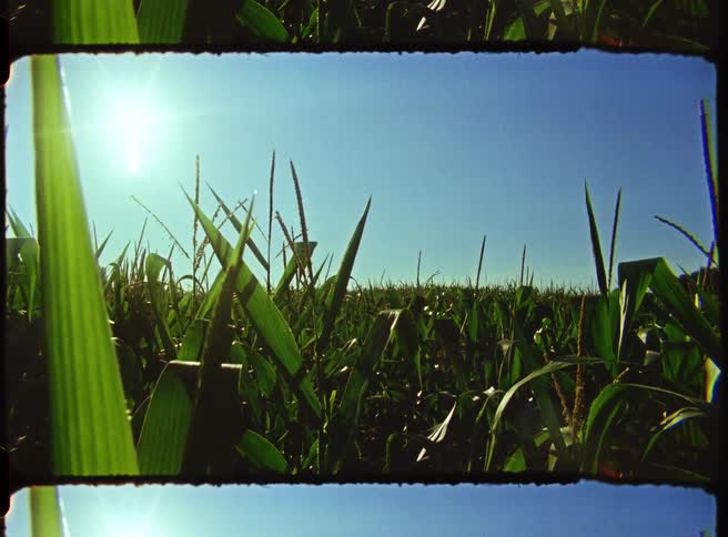 Sunlight glints through tall green grass framing a bright blue sky in a sun dappled field