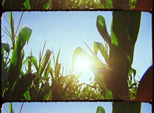 Cornfields in silhouette from the sun