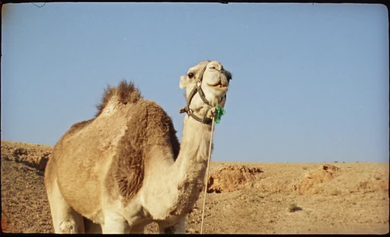 A camel wearing a harness stands in a desert landscape under a clear blue skythe footage uses a vintage film style with light leaks and a textured border as the camel chews and looks toward the camera