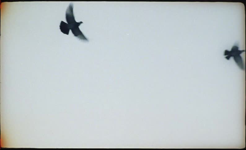 Several birds fly across a pale hazy sky during the golden hour captured with a vintage film aestheticthe scene features soft light and a textured border emphasizing the silhouettes of the birds as they glide through the frame