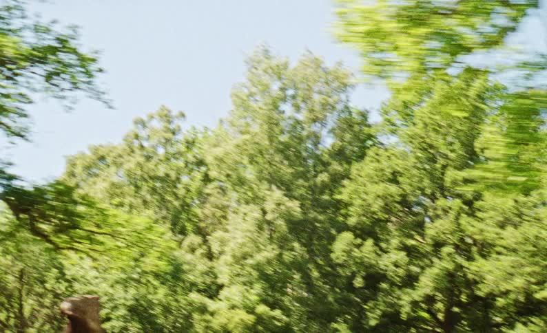 A view of some trees in a forest