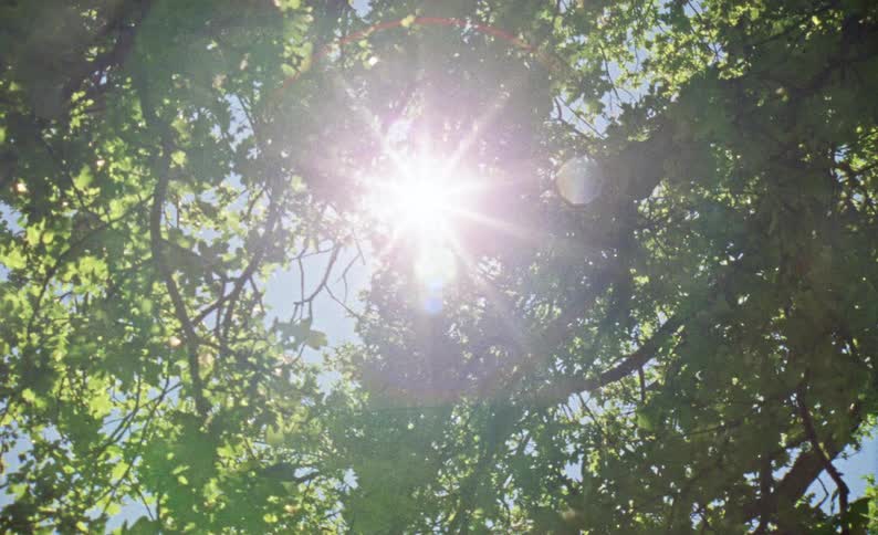 View upwards with tree branches with green leaves and the sun