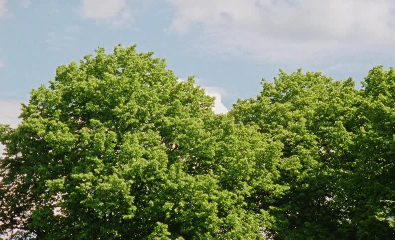 Lush green trees sway gently beneath a bright partly cloudy sky