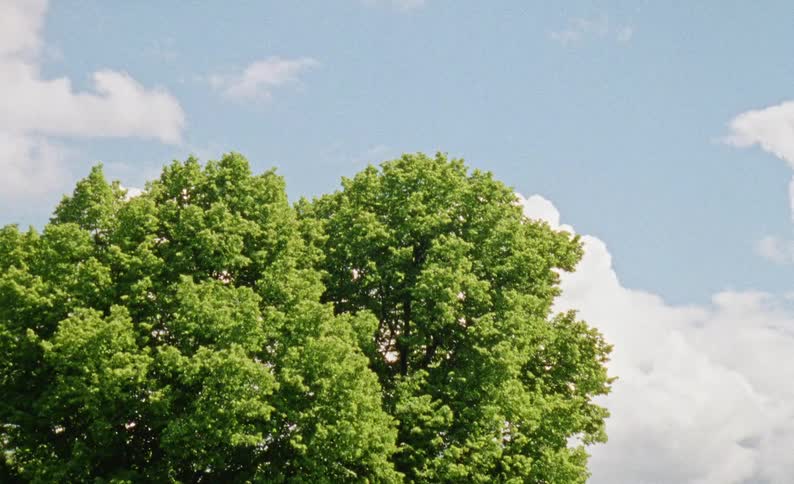 Lush green trees with dense foliage sway against a bright blue sky filled with fluffy white cloudsthe camera pans quickly to the right transitioning from the leafy treetops to a wide view of the expansive cloudy sky