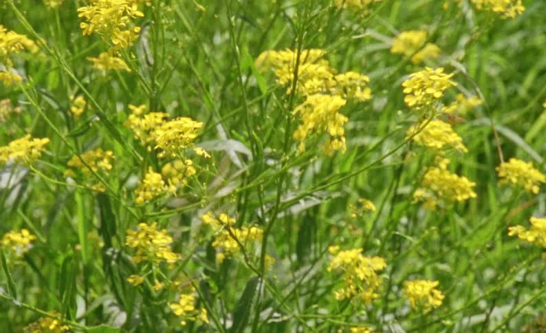 Plants covered in yellow lights on a field outdoors during day time