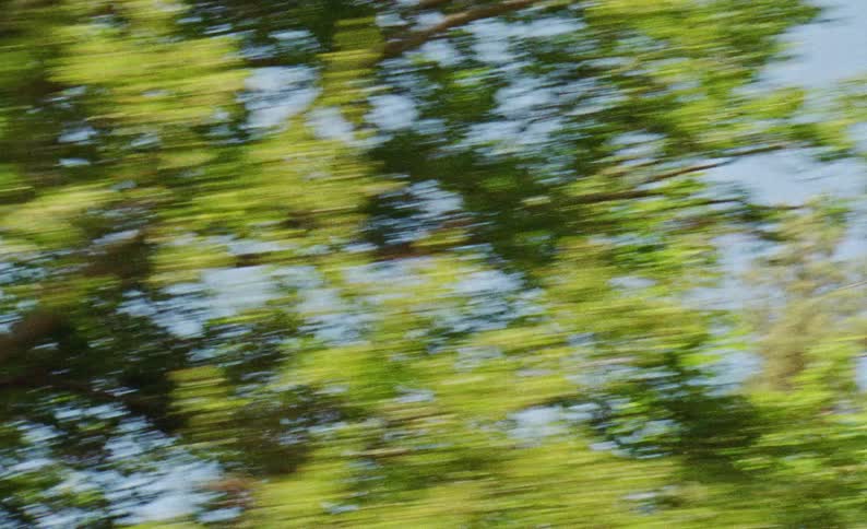 A view of trees in a forest from moving car