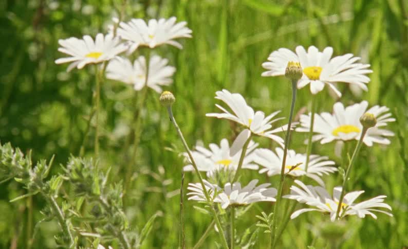 A vibrant stalk of purple vipers bugloss stands tall in a sundrenched meadow its textured stem and delicate blooms swaying gently in the breezethe camera then pans across the field to reveal a cluster of bright white daisies with golden centers flo