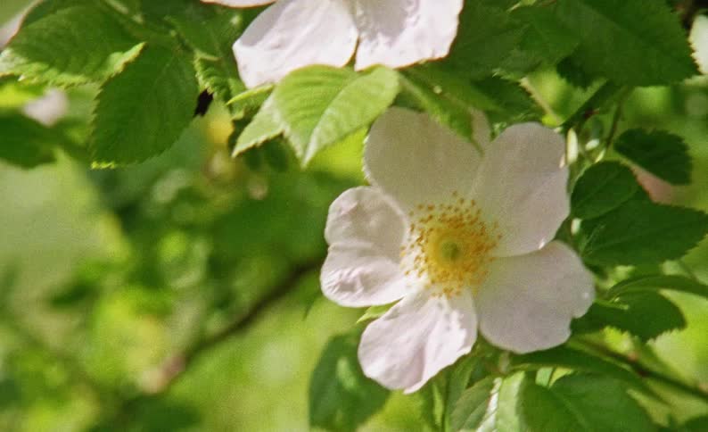 A close up of flowers and leaves on a tree