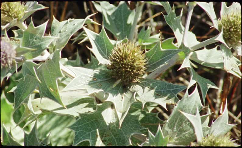 Spiny green flower in closeup