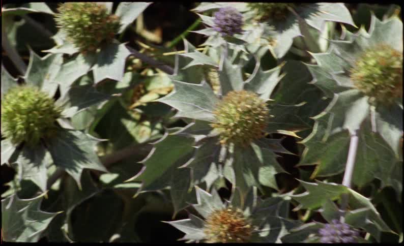 Spiky plant with serrated leaves and spherical flower heads in green and purple tones under natural light