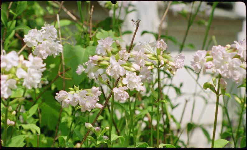 Plants covered in white flowers in a garden next to a white building outdoors during day time